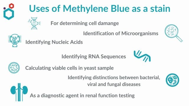 Uses of Methylene Blue as a stain