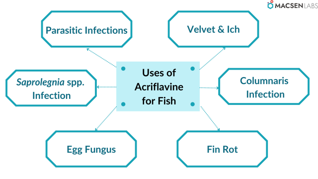 Uses of Acriflavine for Fish