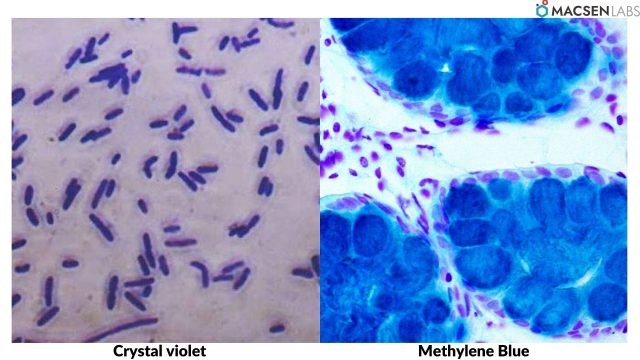 Crystal Violet vs Methylene Blue