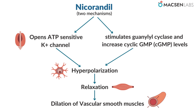 Nicorandil's Mechanism of Action