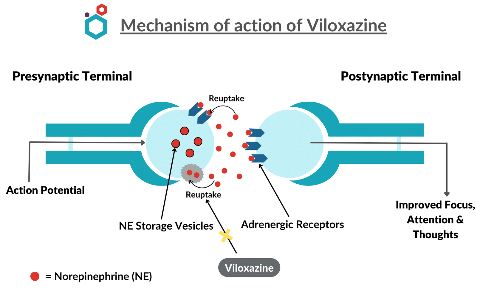 Mechanism of Action of Viloxazine