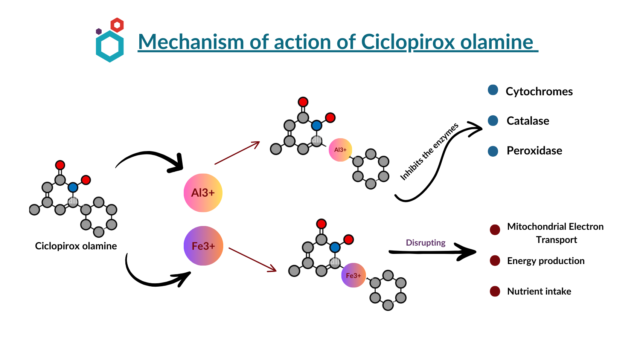 Ciclopirox olamine - Mechanism of Action